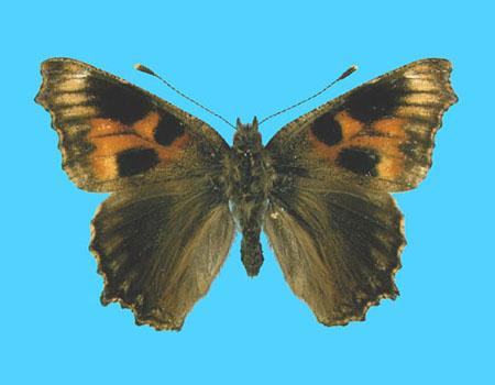 Aglias urticae ab. semiichnusoides 9-2-1929 Ting, Herts Co., UK (Internet Image property of respective owner, non-commercial use only)